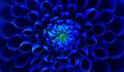 Dark blue dahlia flower macro photo. Picture in color emphasizing the blue colours and green...