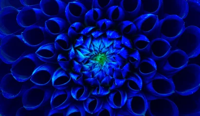 Fototapeten Dark blue dahlia flower macro photo. Picture in color emphasizing the blue colours and green highlights in an intricate geometric biologic pattern. © fewerton