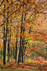 tree with red leaves in autumn park