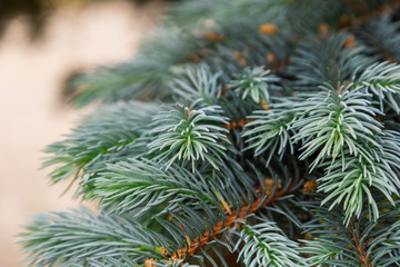 Pine branch in summer in bright sun.