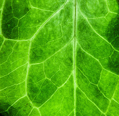 Fresh green leaf rugged surface structure extreme macro closeup photo with visible leaf veins and grooves as a natural texture Eco green biology background.