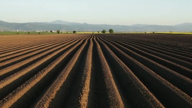 Potato field in spring - camera tilting up and moves along sowing rows on farmland