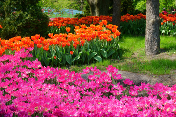 tulips in the park