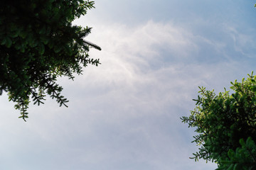 Abstract blurred background with tree and sky.