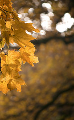 yellow maple leaves on a dark blurred background autumn