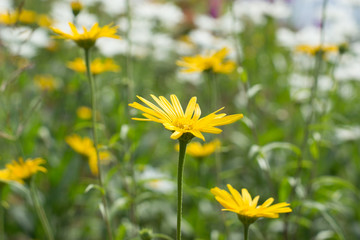 Wiesenblumen