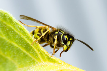 Wasp (Vespula germanica or European wasp) sitting on a green leaf close up macro photo.