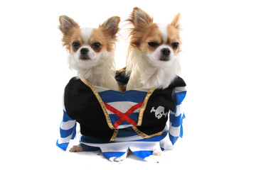 two chihuahua as pirate dogs