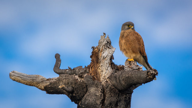 A Rock Kestrel  (Falco rupicolus) stares out from its perch on a dead tree, looking for prey 