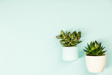 Succulent on blue background