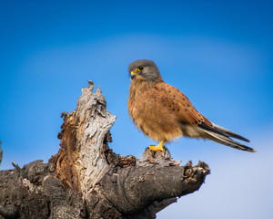 A Rock Kestrel  (Falco rupicolus) stares out from its perch on a dead tree, looking for prey