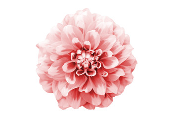 Light pink and white dahlia flower macro photo. Picture color toned emphasising the texture and intricate geometric pattern. Flower from top perspective isolated on a seamless white background.