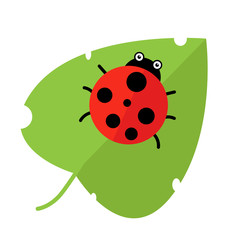 Red ladybug on green leaf