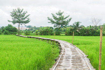 Fototapeta na wymiar green rice field with bamboo sheet bridge