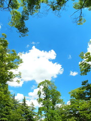 Obraz premium 公園の木々と空