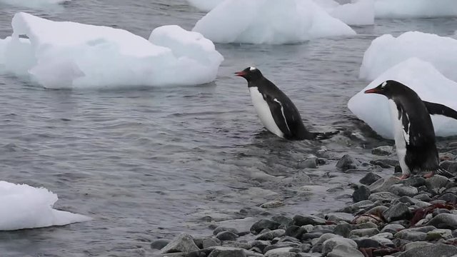 Gentoo Penguins on the bech