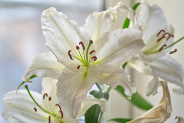 Obraz premium White Lily flower with brown stamens close-up