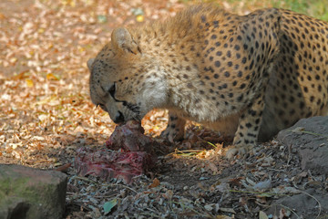 fressender Gepard
