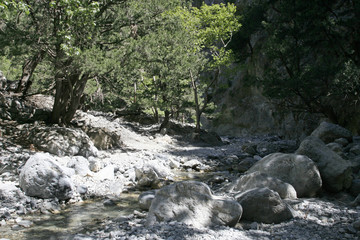 The mountain pine forest in the bottom of the gorge with big stones and small river on the sunny...