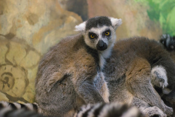 A huddle of ring tailed lemurs