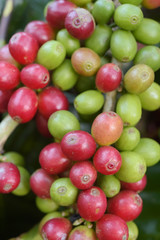 Coffee beans ripening on a tree.