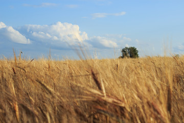 Country road along a field of rye. Summer landscape.