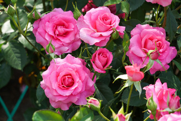 Lots of pink roses growing in the garden.  ガーデンに生えるピンク色のたくさんのバラ