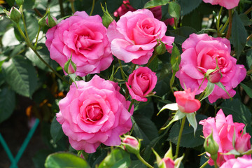 Lots of pink roses growing in the garden. ...