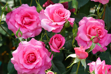 Lots of pink roses growing in the garden. ...