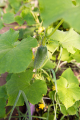 Cucumbers in the greenhouse. Cultivation of cucumbers in agriculture. Gardening.
