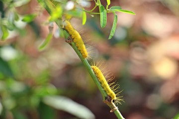 Two yellow worms on a stick with leaves. Selective focus with blur background.