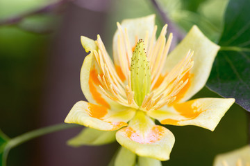 Close up of Liriodendron tulipifera