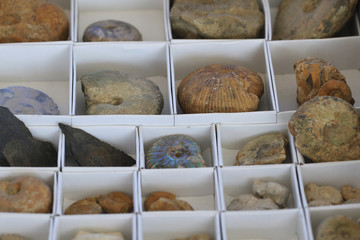 ammonites fossil collection texture