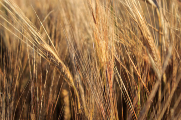 Country road along a field of rye. Summer landscape.