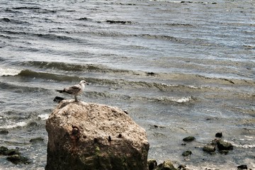 Seagull perched on a stone with algae