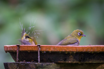 Cape White-eyes splash water as they enjoy the birdbath