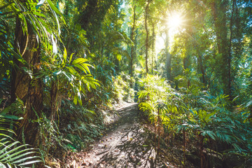Forêt tropicale du parc national de Dorrigo, Nouvelle-Galles du Sud, Australie