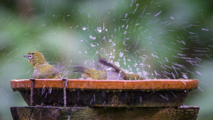 Cape White-eyes splash water as they enjoy the birdbath