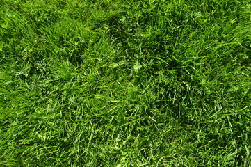 grass