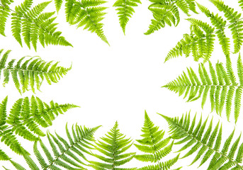 Fototapeta na wymiar Green fern leaves Floral frame