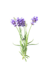Lavender flower white background Fresh herb closeup