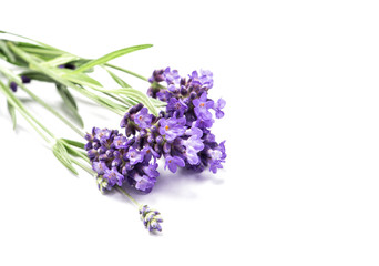 Lavender herb flower closeup white background