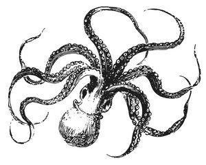 Octopus vulgaris  vector  isolated - Kraken © endstern