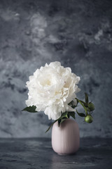 white peonies on a gray background