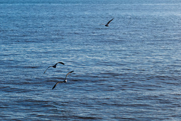 Naklejka premium dark blue water is a great water reservoir on which beautiful gulls fly