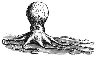 Octopus vulgaris  vector  isolated - Kraken © endstern