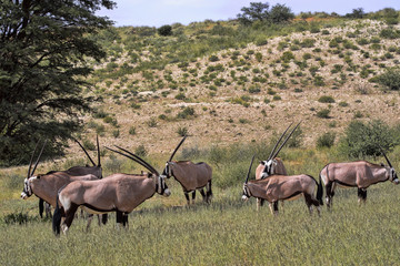Obraz premium Group Gemsbok, Oryx gazella gazela, Kalahari South Africa