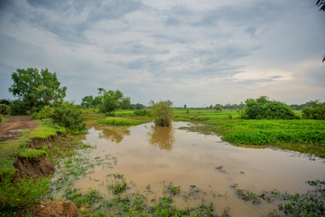 Road to Rice Field