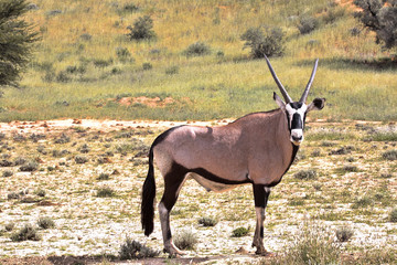 Gemsbok, Oryx gazella gazela, Kalahari South Africa