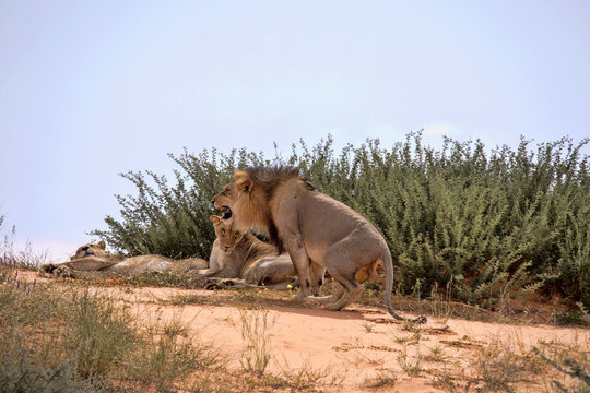Lioness family, Panthera leo, Kalahari South Africa